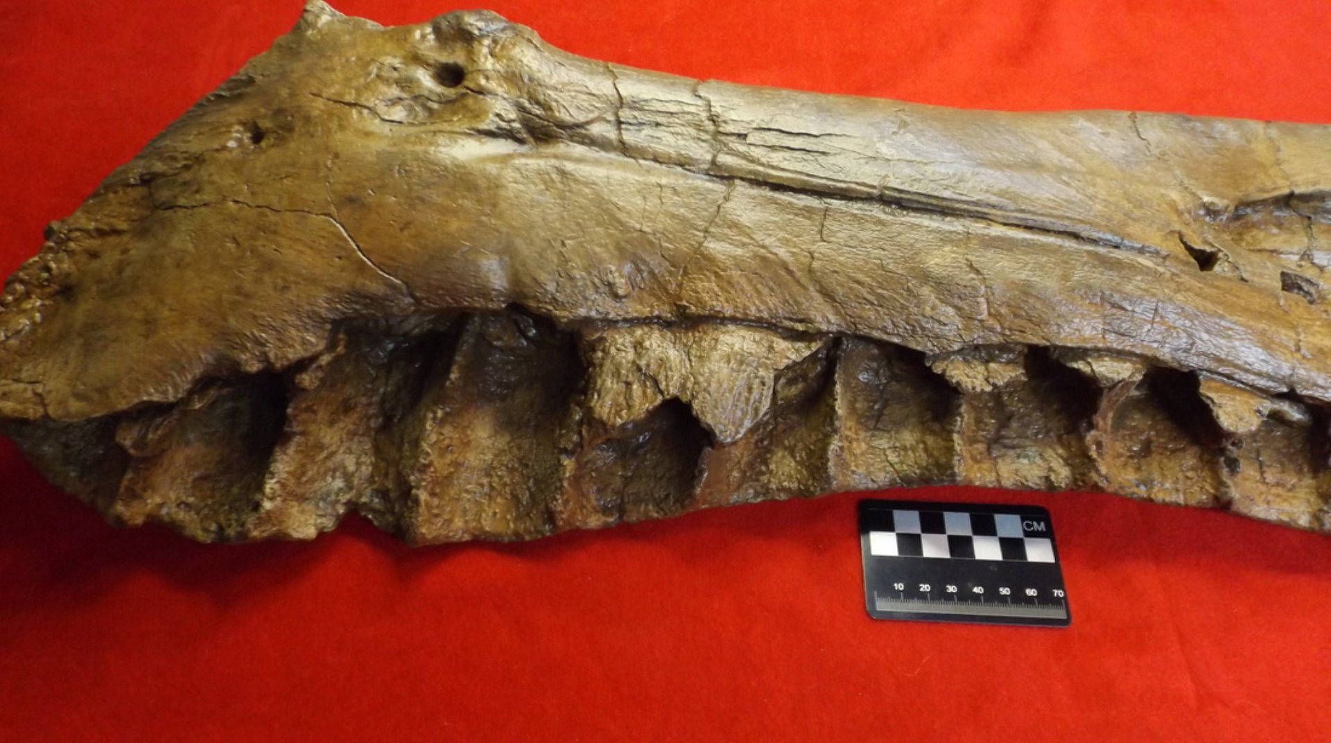 CAST PATHOLOGIC T. REX LEFT DENTARY (no teeth- as found